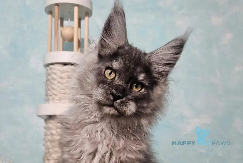 Pumbaa Maine Coon male black silver live animals