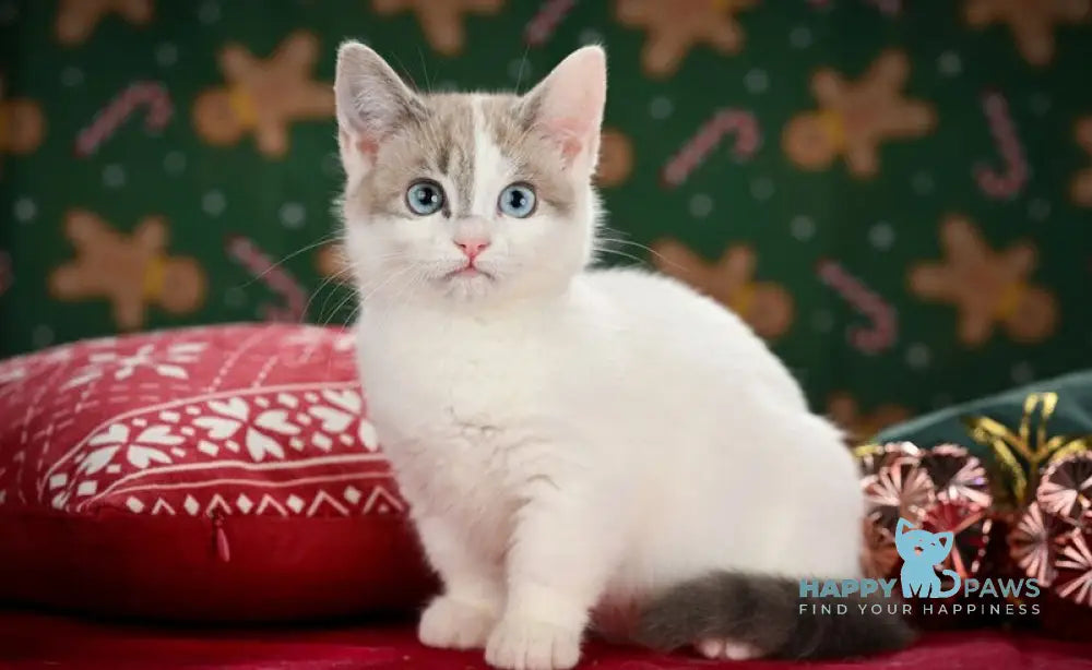 Pumi Munchkin female blue pointed van live animals