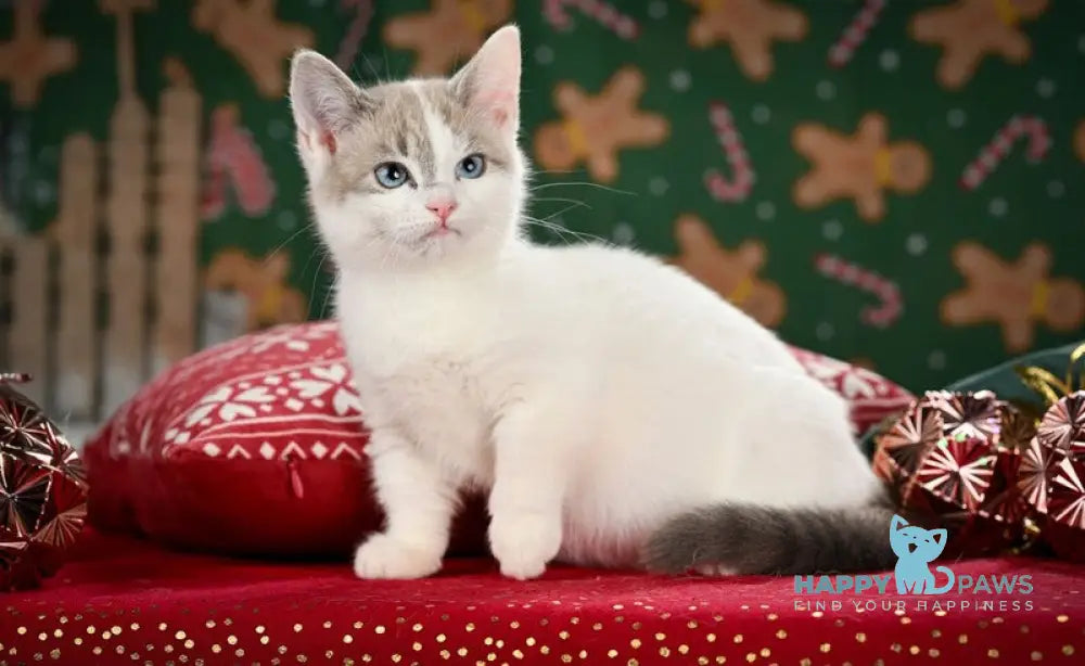 Pumi Munchkin female blue pointed van live animals