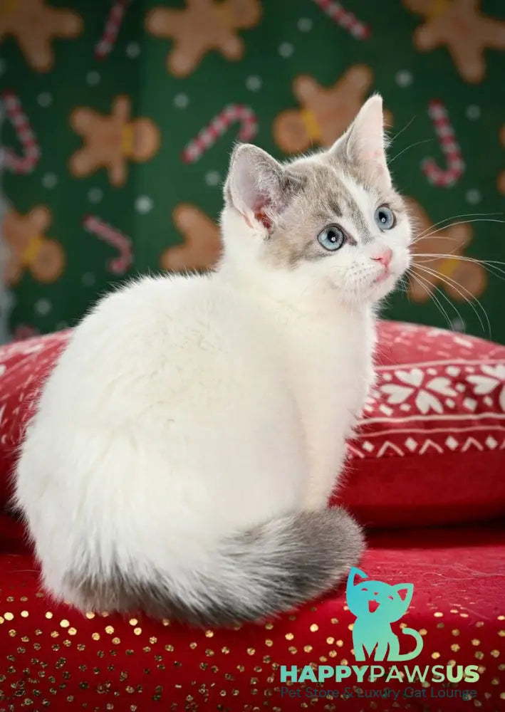 Pumi Munchkin female blue pointed van live animals