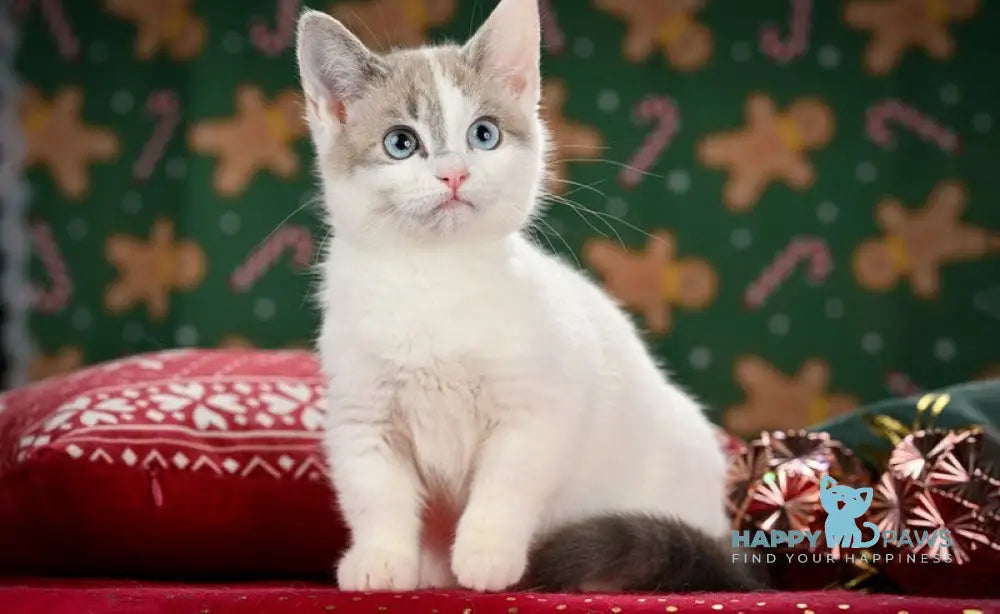 Pumi Munchkin female blue pointed van live animals