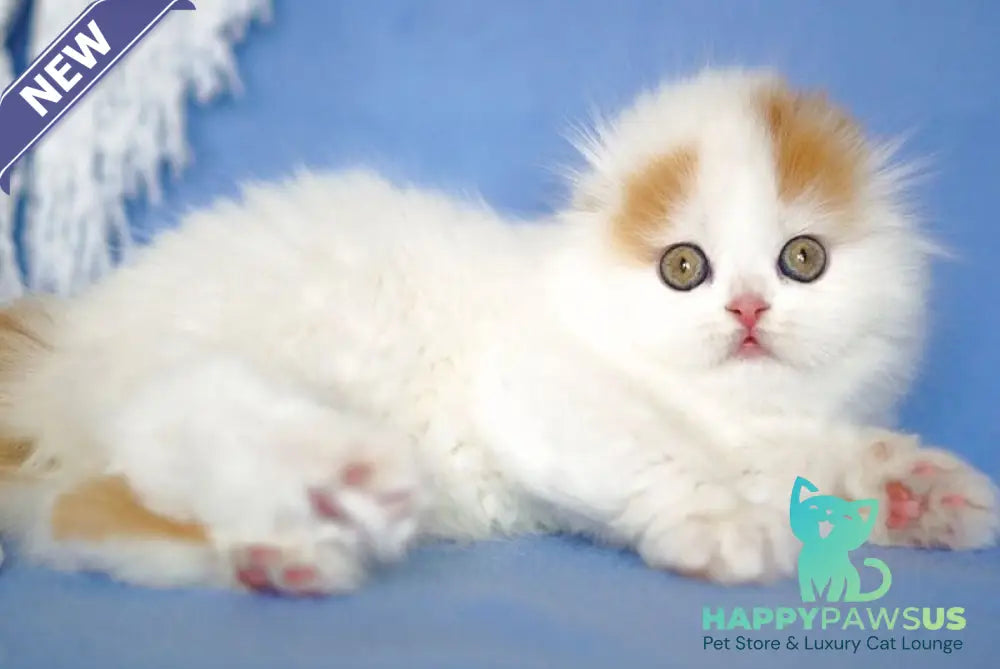 Pumpkin Scottish Fold female red tabby van - live animals