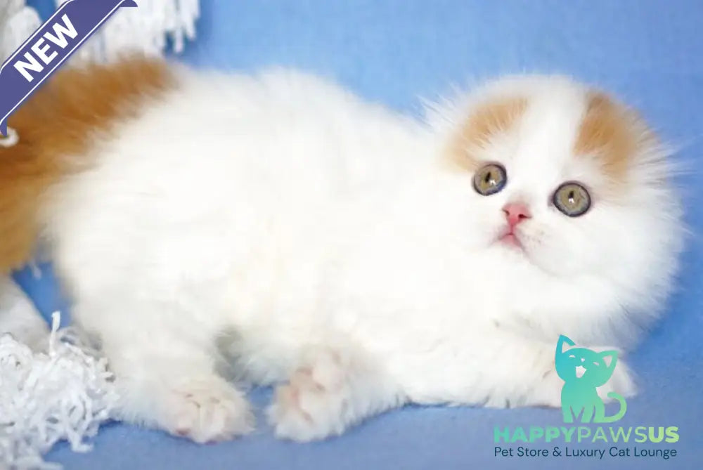Pumpkin Scottish Fold female red tabby van - live animals