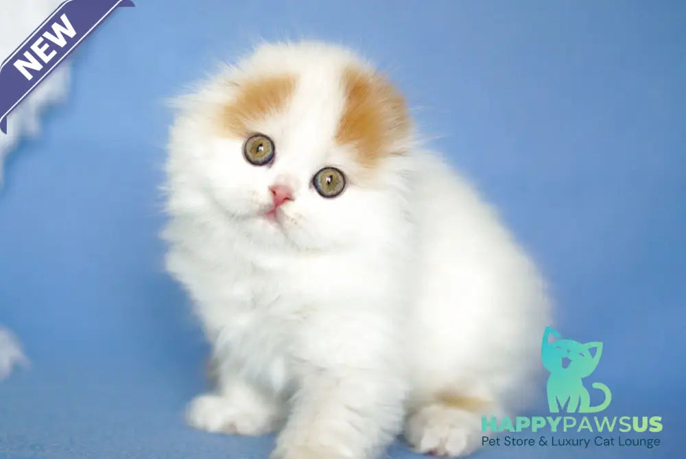 Pumpkin Scottish Fold female red tabby van - live animals
