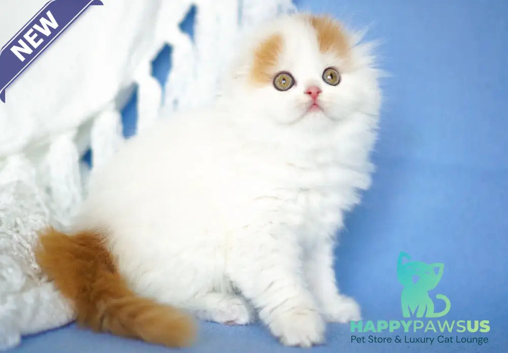 Pumpkin Scottish Fold female red tabby van - live animals