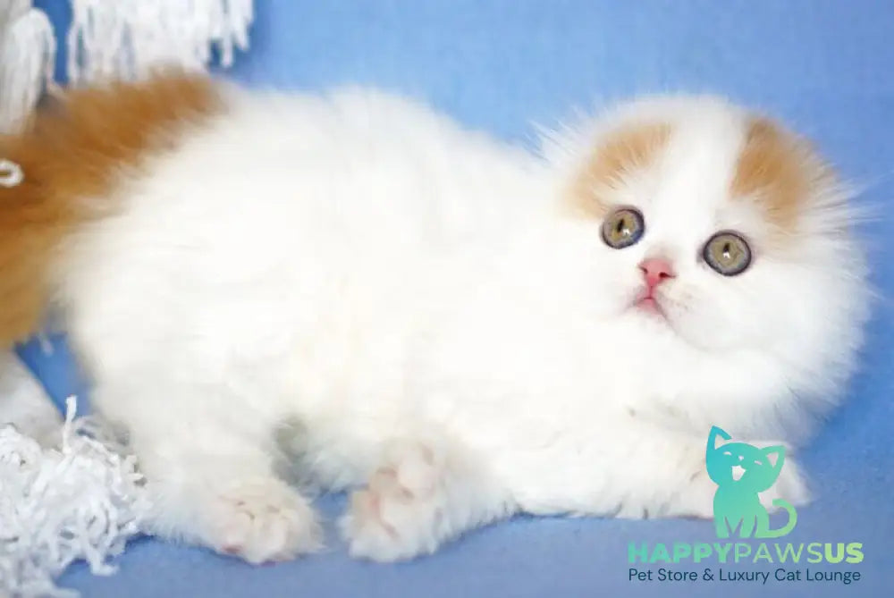 Pumpkin Scottish Fold female red tabby van - live animals