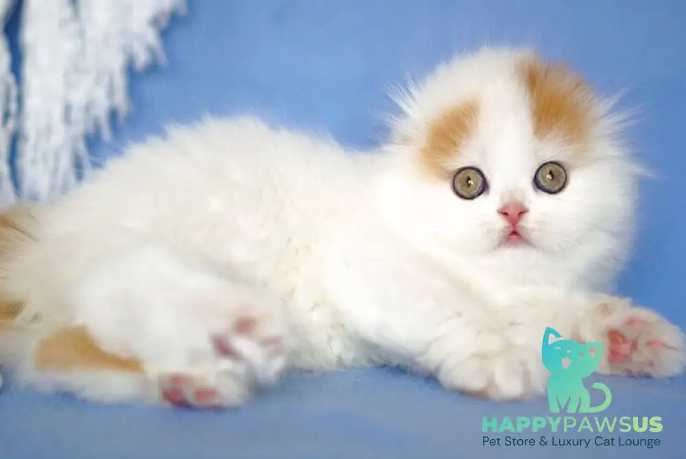 Pumpkin Scottish Fold female red tabby van - live animals