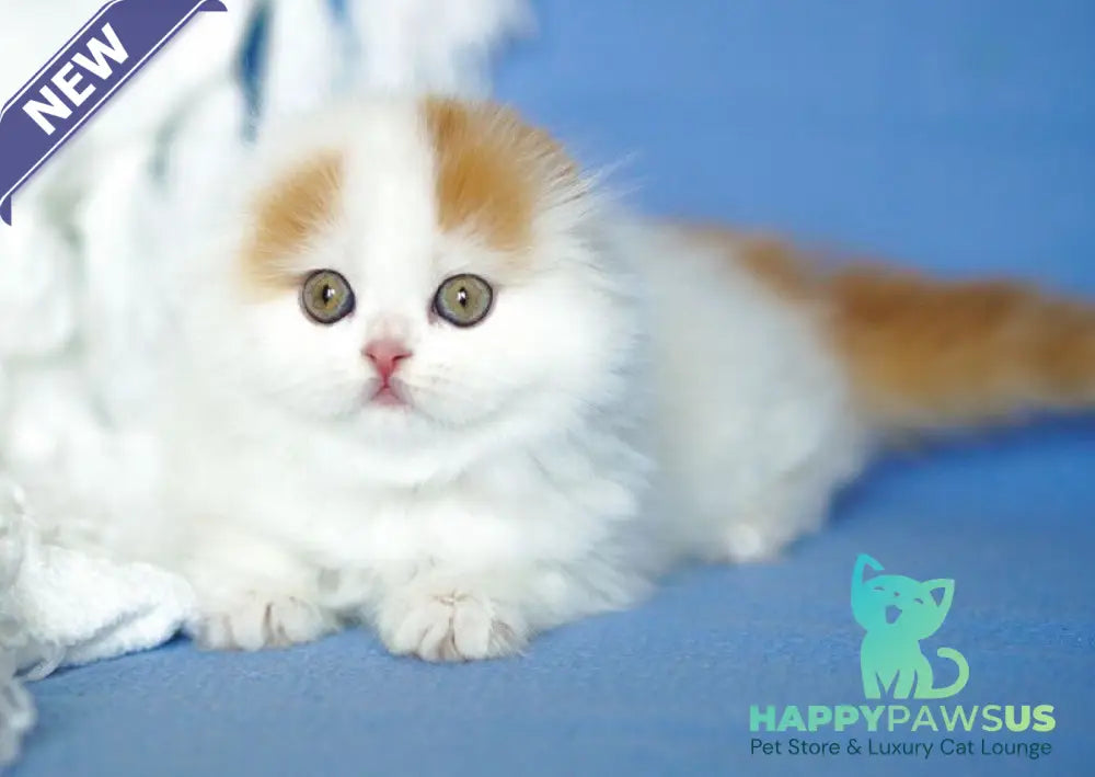 Pumpkin Scottish Fold female red tabby van - live animals