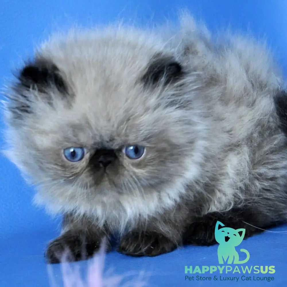 Pupa Persian female seal pointed - live animals