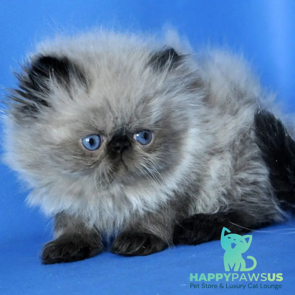 Pupa Persian female seal pointed - live animals