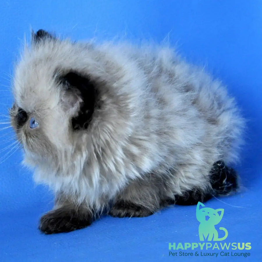 Pupa Persian female seal pointed - live animals