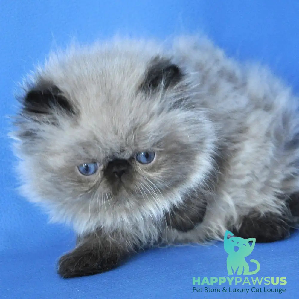 Pupa Persian female seal pointed - live animals