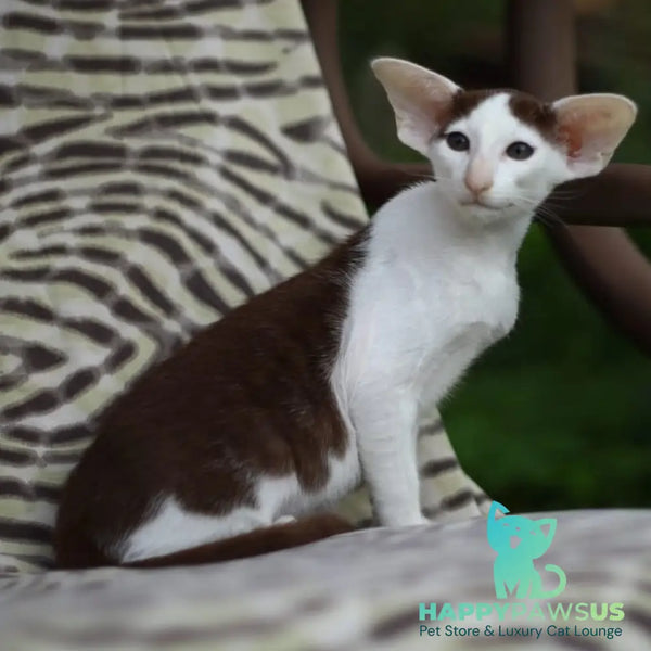 Puri Bembi Oriental Shorthair male chocolate bicolour - live animals