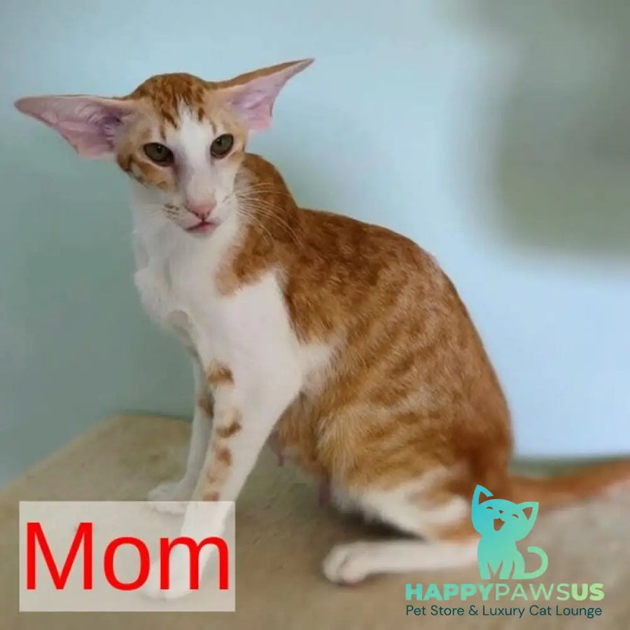 Pushan Siamese male cream - live animals