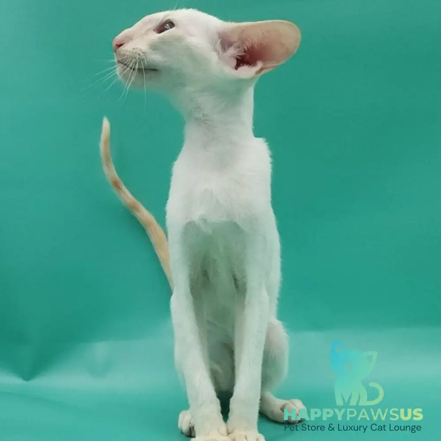 Pushan Siamese male cream - live animals