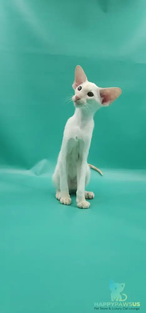 Pushan Siamese male cream - live animals