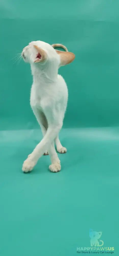 Pushan Siamese male cream - live animals