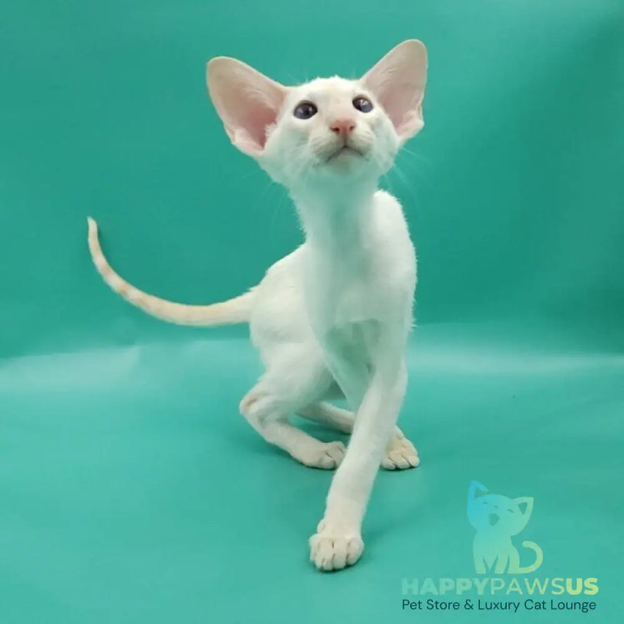 Pushan Siamese male cream - live animals