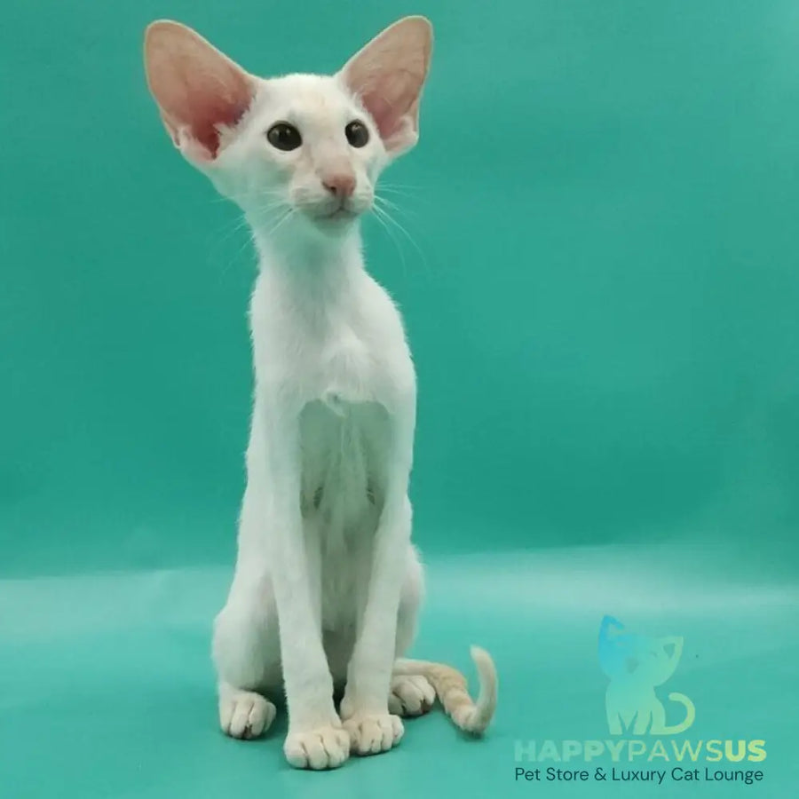 Pushan Siamese male cream - live animals