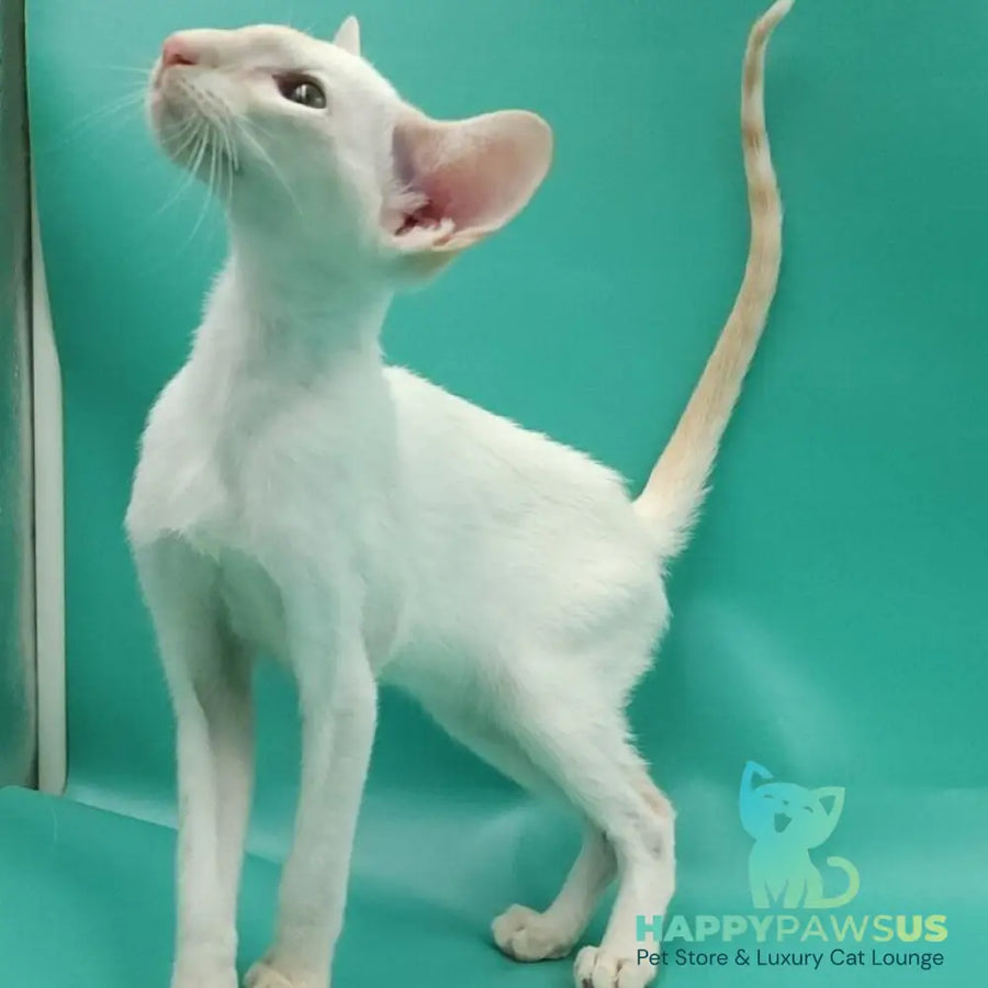 Pushan Siamese male cream - live animals