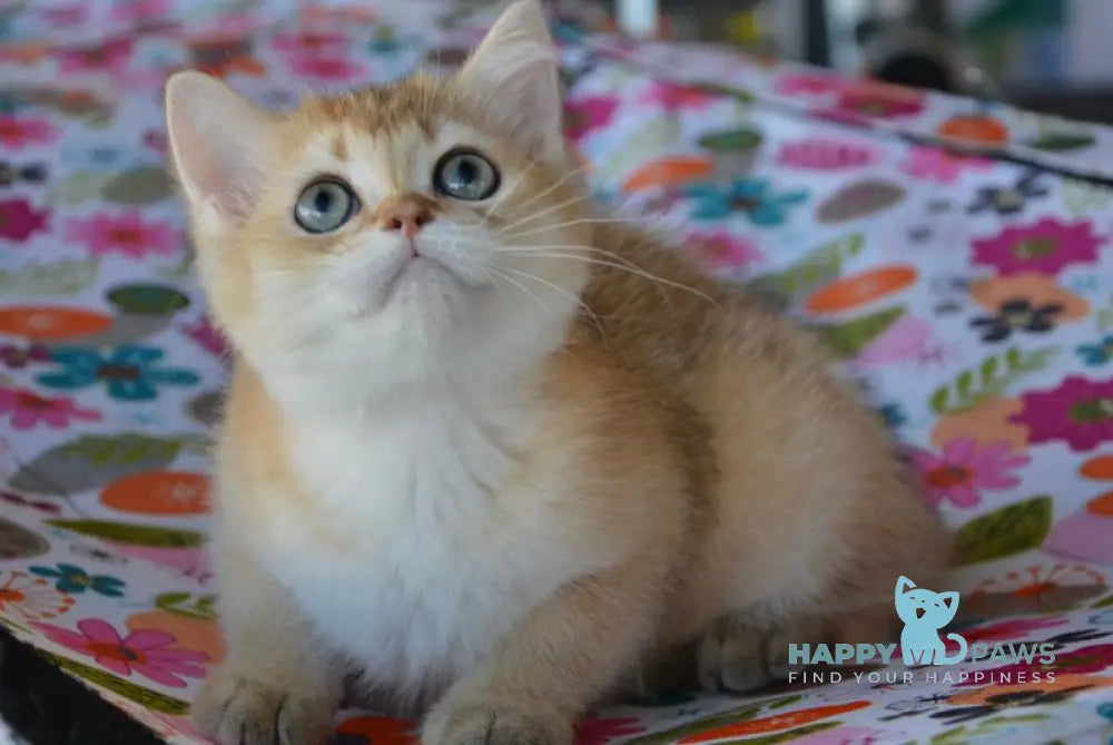 Pushkin Scottish Straight male black golden ticked tabby live animals