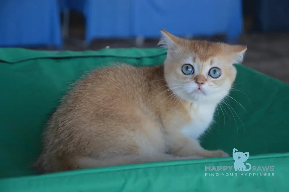 Pushkin Scottish Straight male black golden ticked tabby live animals
