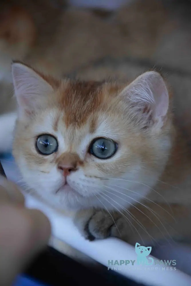 Pushkin Scottish Straight male black golden ticked tabby live animals