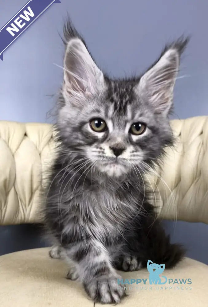 Pusik Maine Coon female black silver tabby live animals