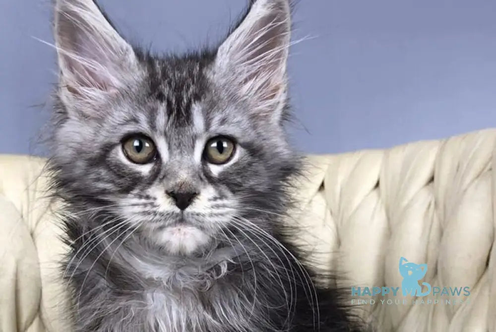 Pusik Maine Coon female black silver tabby live animals