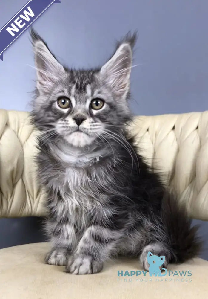 Pusik Maine Coon female black silver tabby live animals