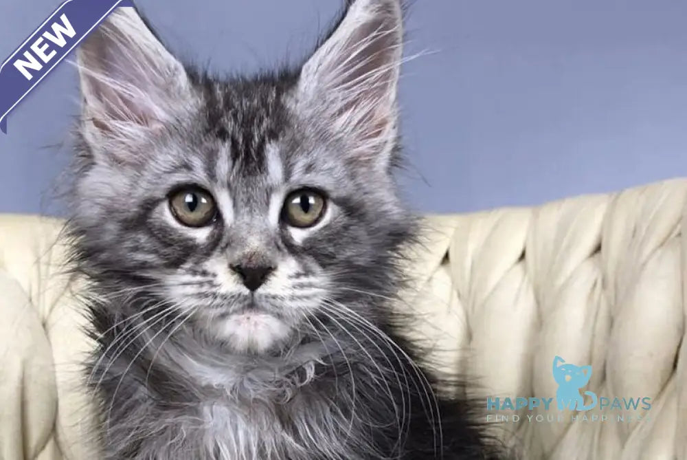 Pusik Maine Coon female black silver tabby live animals