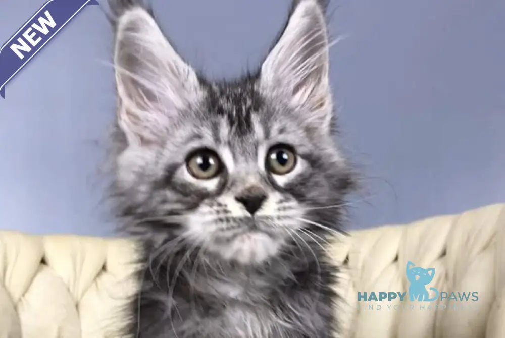 Pusik Maine Coon female black silver tabby live animals