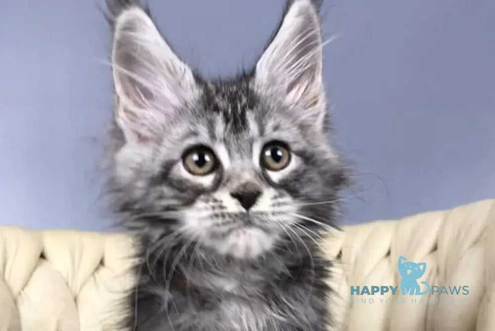 Pusik Maine Coon female black silver tabby live animals