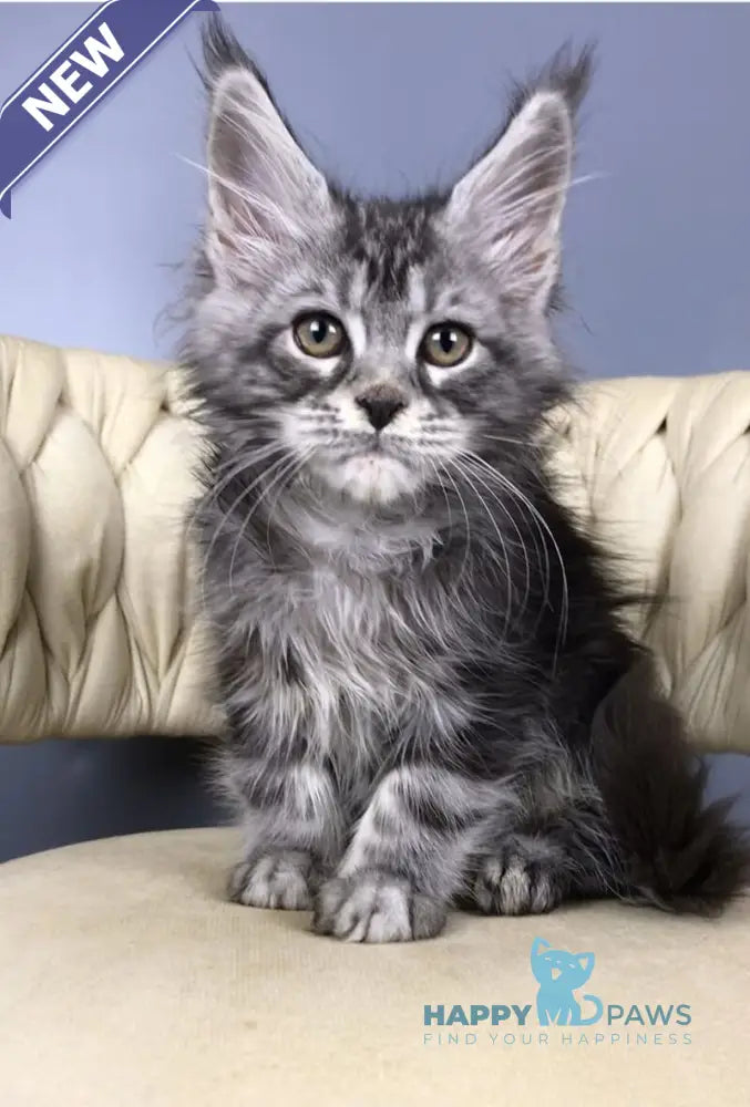 Pusik Maine Coon female black silver tabby live animals