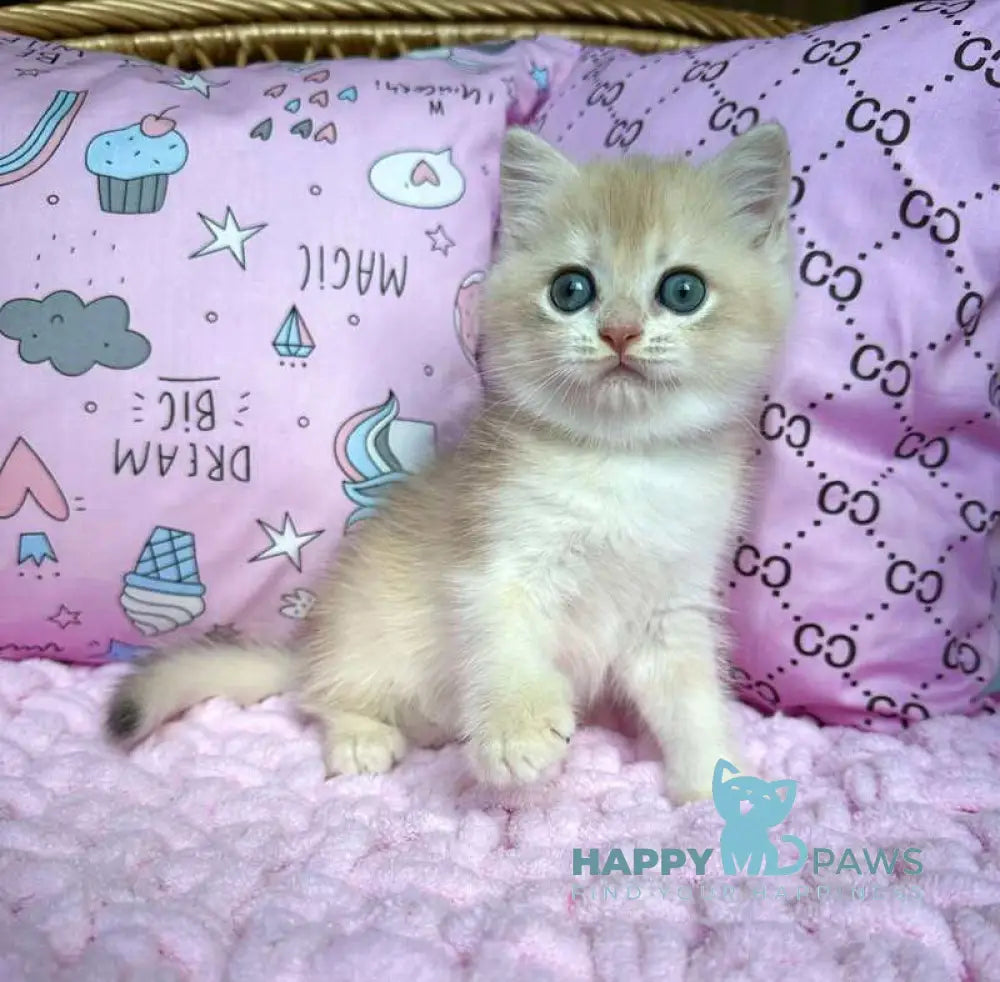 Qadim British Shorthair male blue golden chinchilla live animals