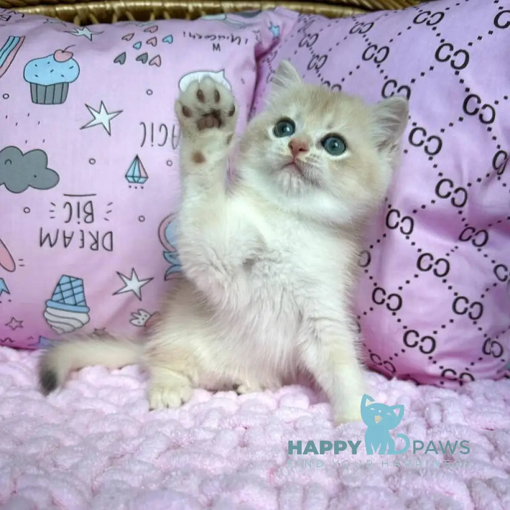 Qadim British Shorthair male blue golden chinchilla live animals