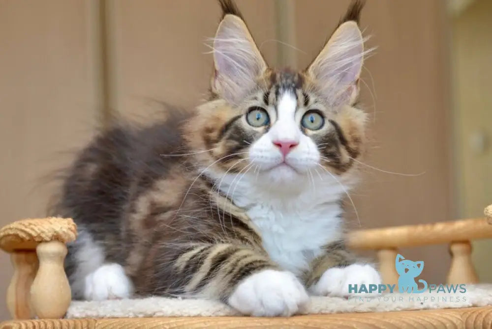 Qadir Maine Coon male black with white tabby live animals