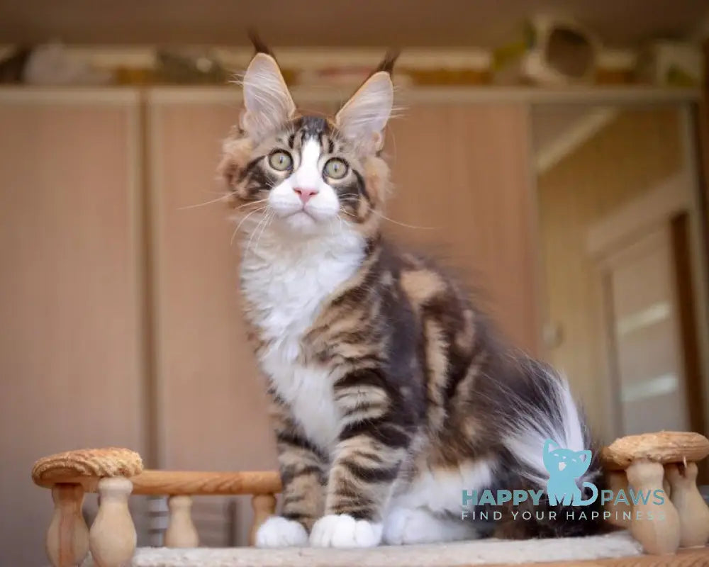 Qadir Maine Coon male black with white tabby live animals