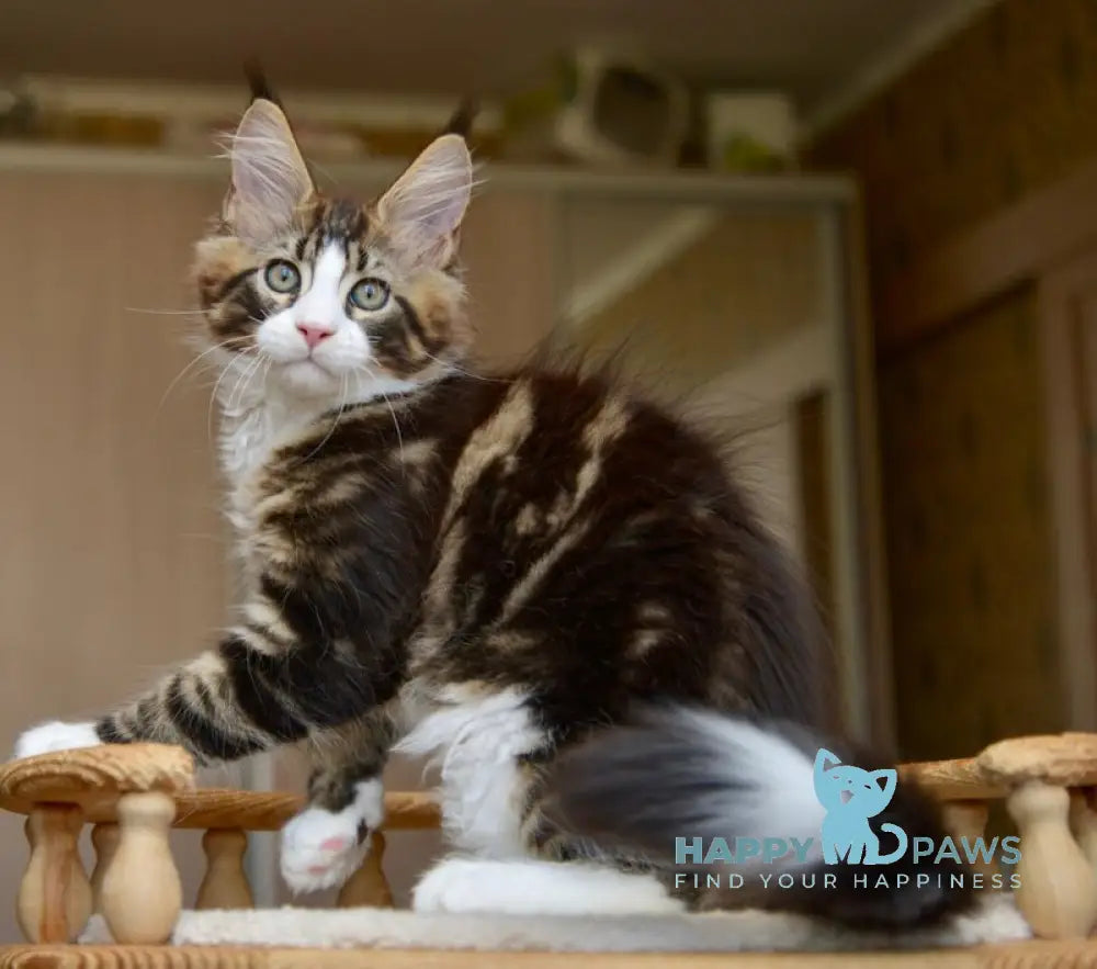 Qadir Maine Coon male black with white tabby live animals