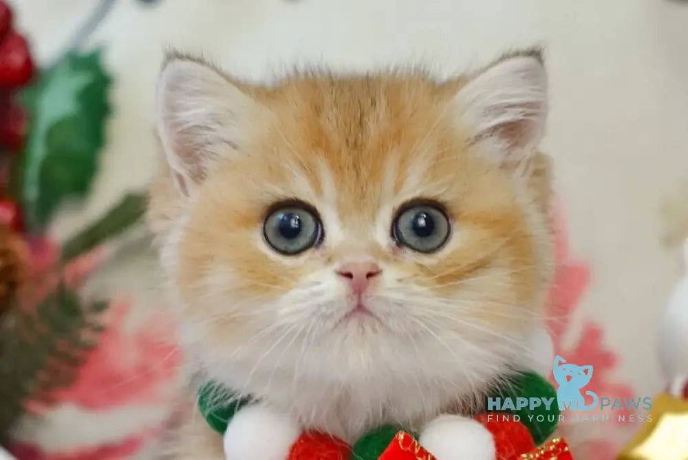 Qadri British Shorthair male black golden shaded live animals