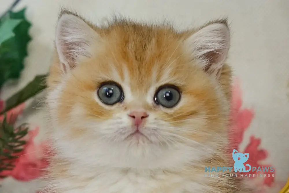 Qadri British Shorthair male black golden shaded live animals