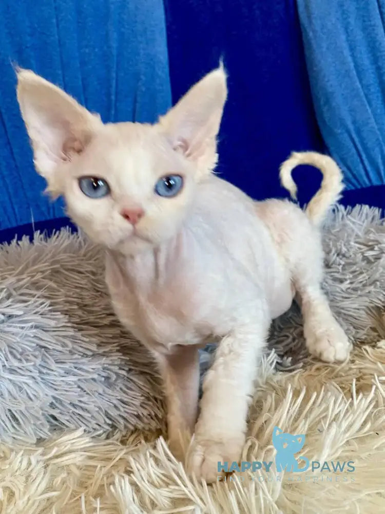 Qairo Devon Rex male red van live animals