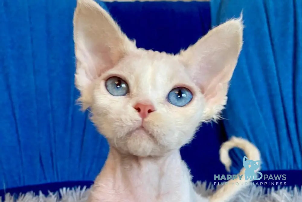 Qairo Devon Rex male red van live animals