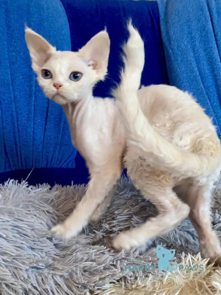 Qairo Devon Rex male red van live animals