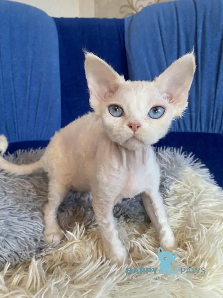 Qairo Devon Rex male red van live animals