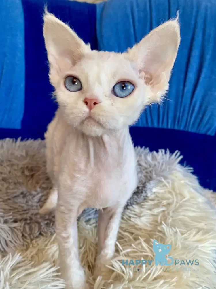 Qairo Devon Rex male red van live animals