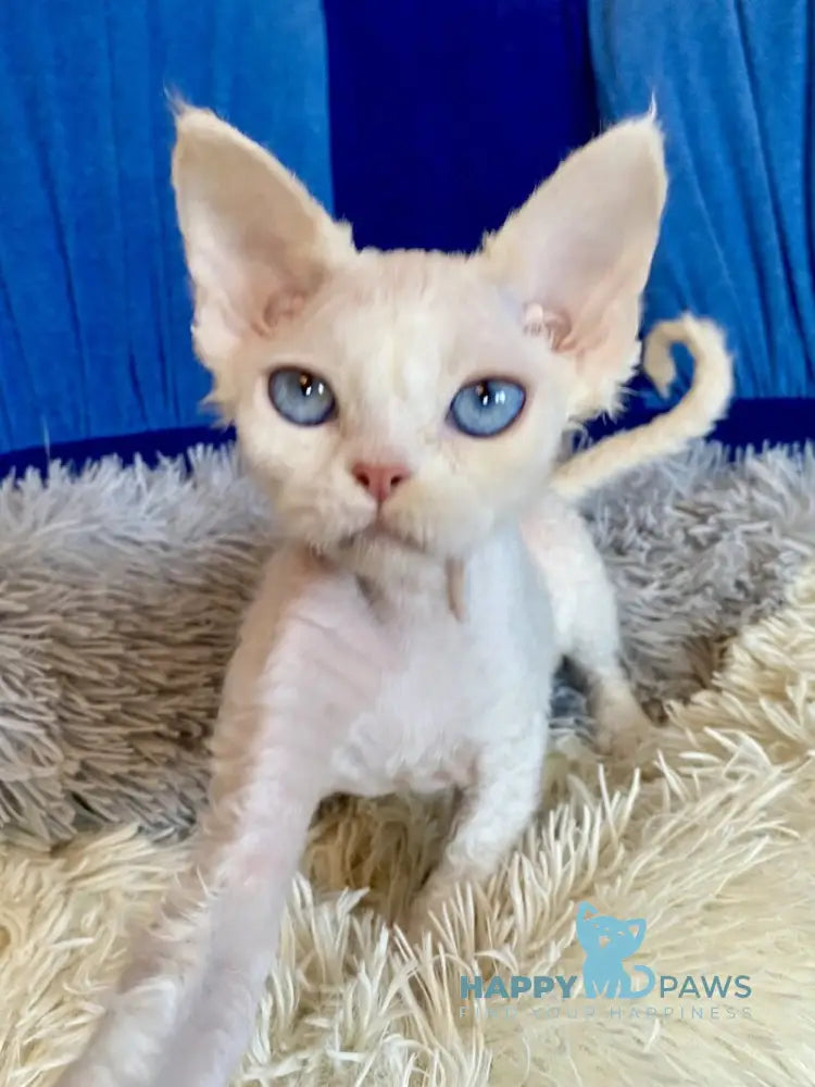 Qairo Devon Rex male red van live animals