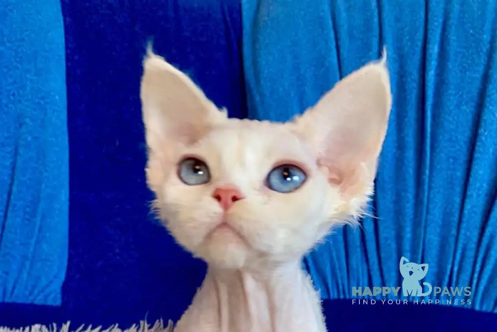 Qairo Devon Rex male red van live animals