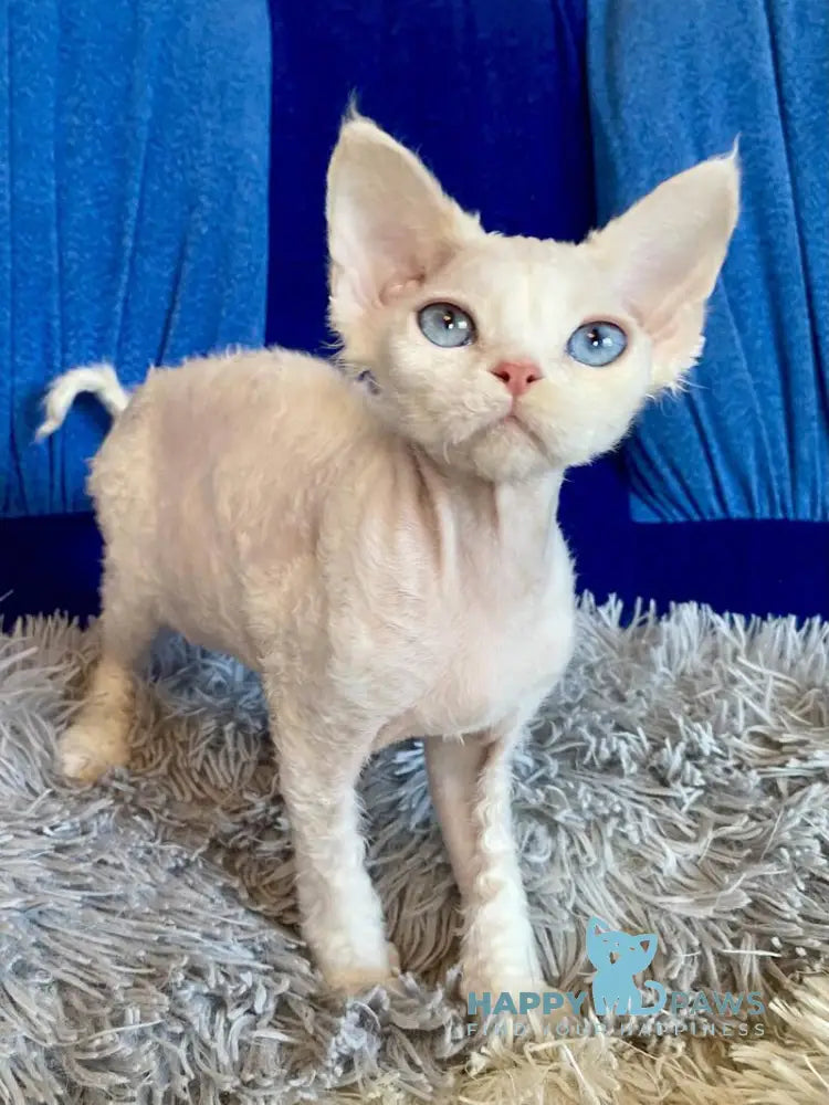 Qairo Devon Rex male red van live animals