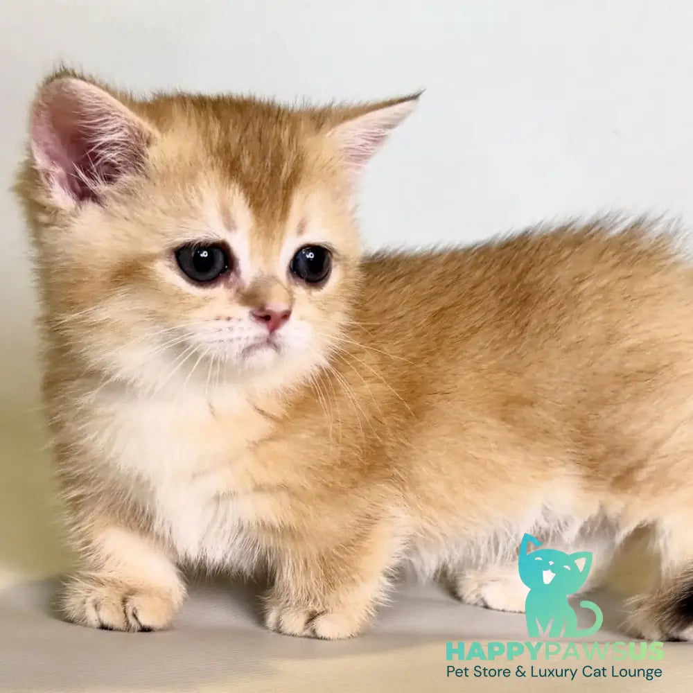 Qamra Munchkin female black golden shaded - live animals